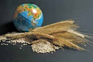 Gıda Krizi Nedir?