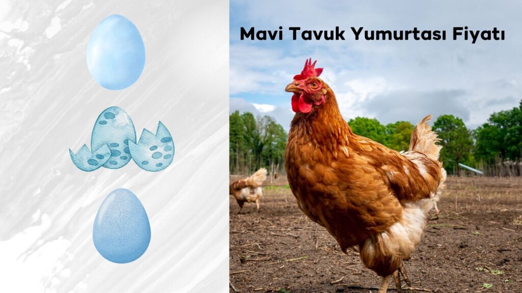 Mavi Tavuk Yumurtası Fiyatı