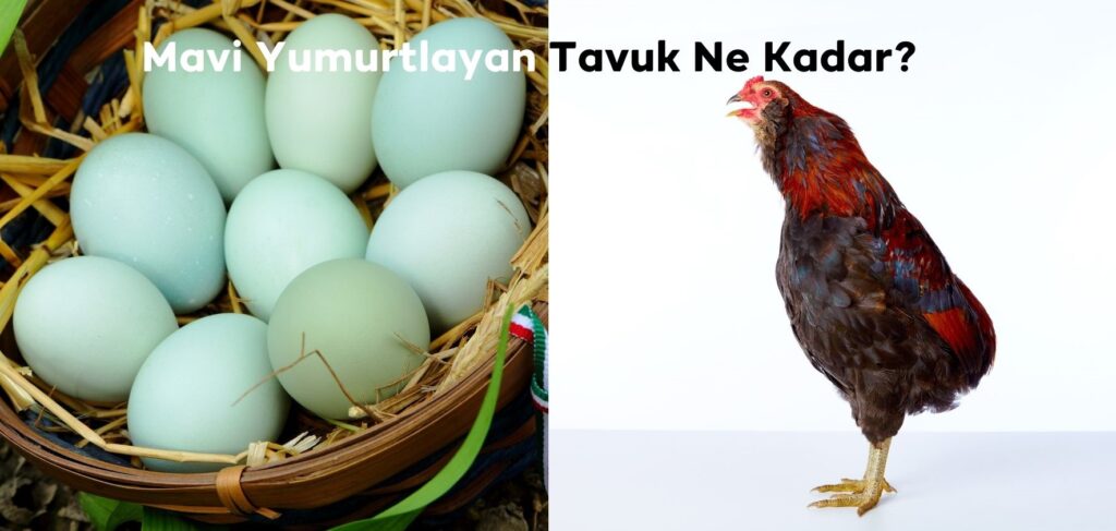 Mavi Yumurtlayan Tavuk Ne Kadar